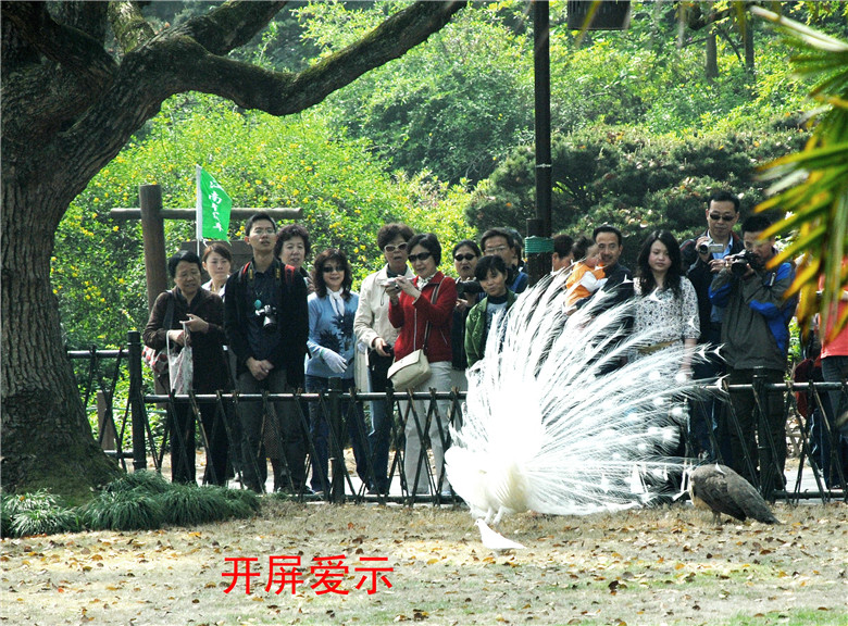 展屏求爱 摄影 淙水秀才