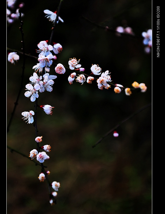 梅子花 摄影 寻觅梦幻