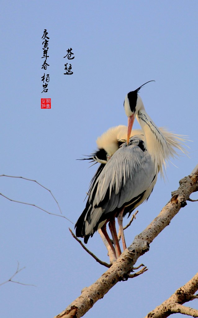 树上的鸟儿成双对 摄影 柏岩