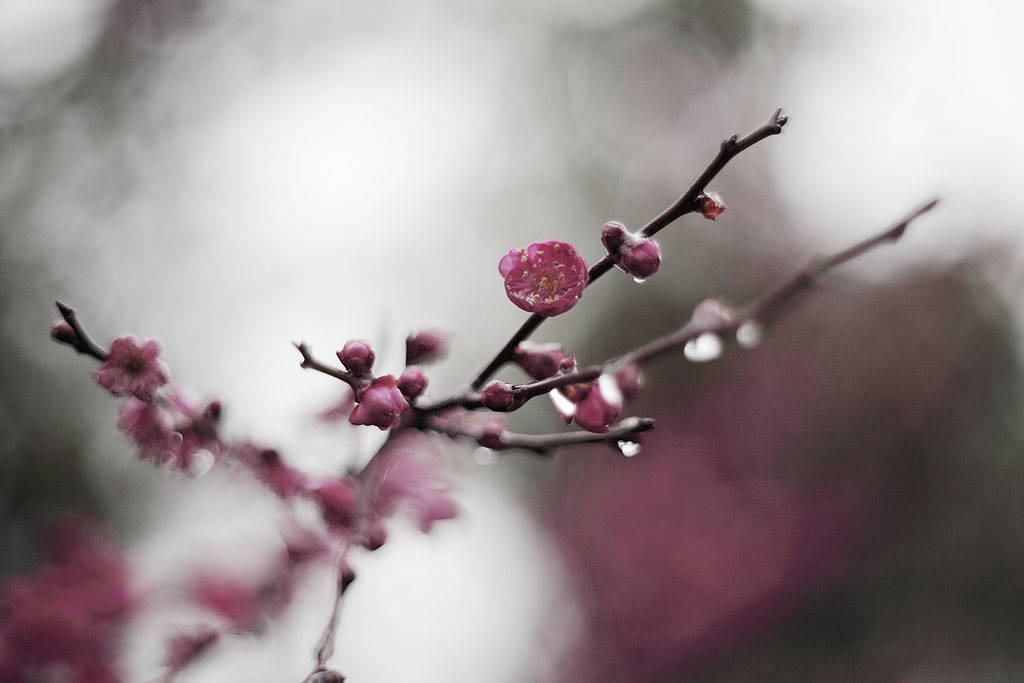 春风化雨 摄影 球球小咪