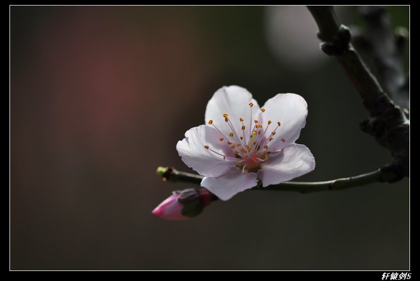 雲山桃花 摄影 轩辕剑5