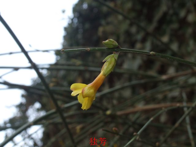 迎春花 摄影 英豪再闲