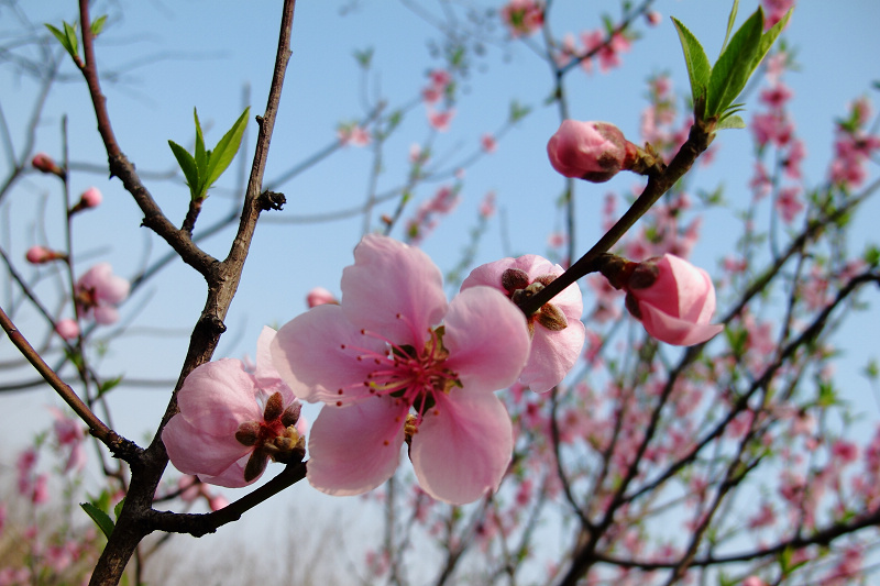 山桃花 摄影 retiredman