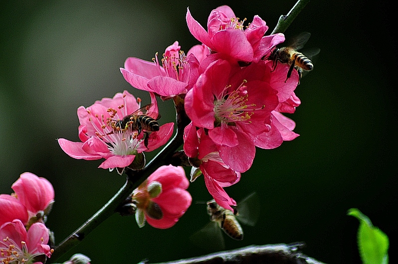 桃花迎蜂 摄影 浪人独步