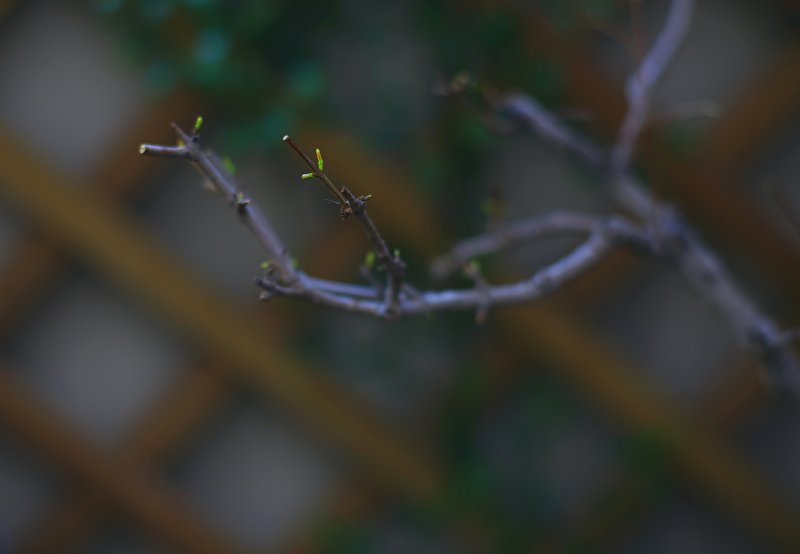 春来了 摄影 WA3210