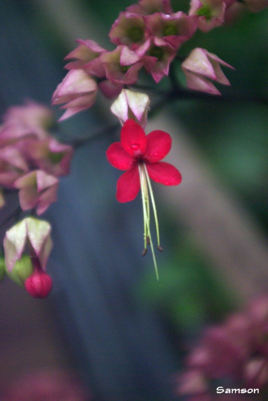 花 摄影 Kamuel