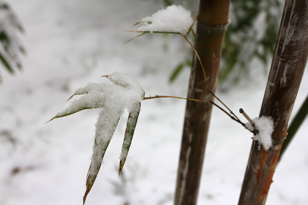 竹雪 摄影 纤云磨墨