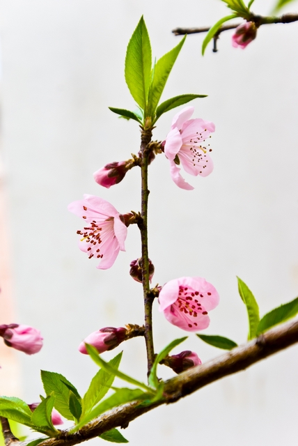 盛开的桃花 摄影 鹤山龙