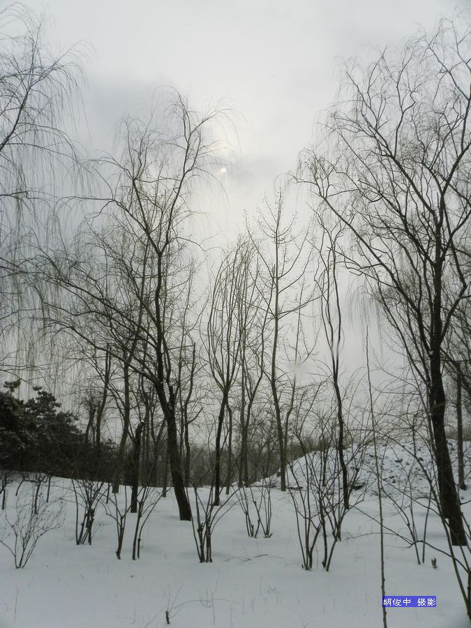 雪中情 摄影 胡俊中