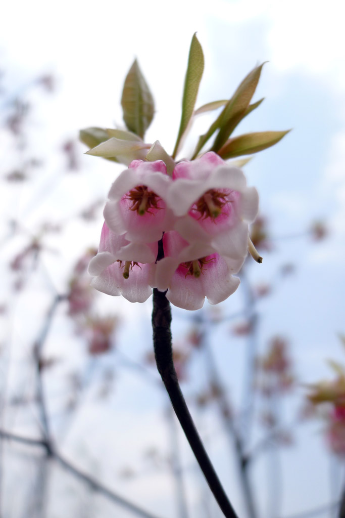 吊钟花 3 摄影 拐杖