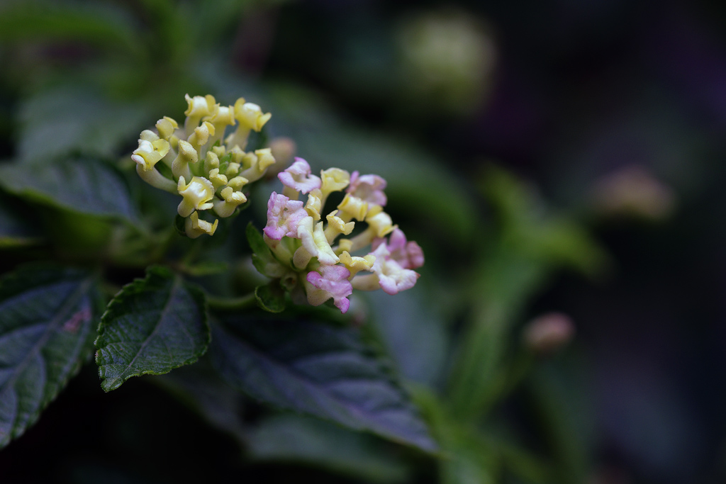 小花 摄影 我爱仙人掌