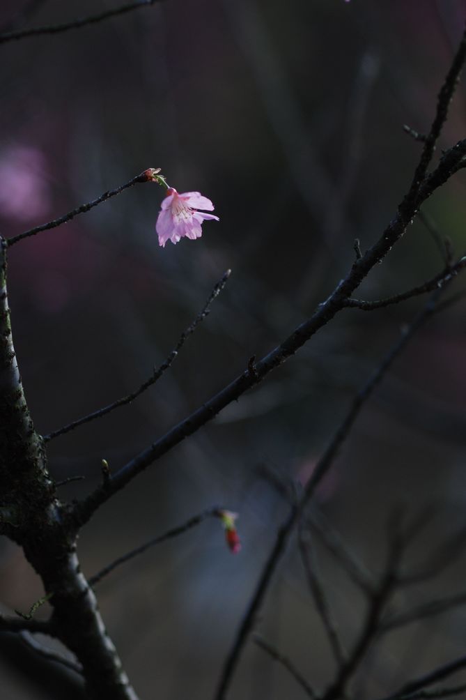 樱花2 摄影 学青