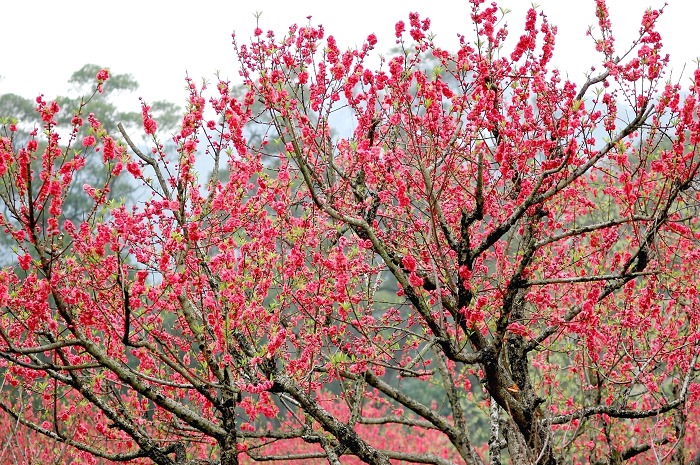 桃花树 摄影 跟我玩1064