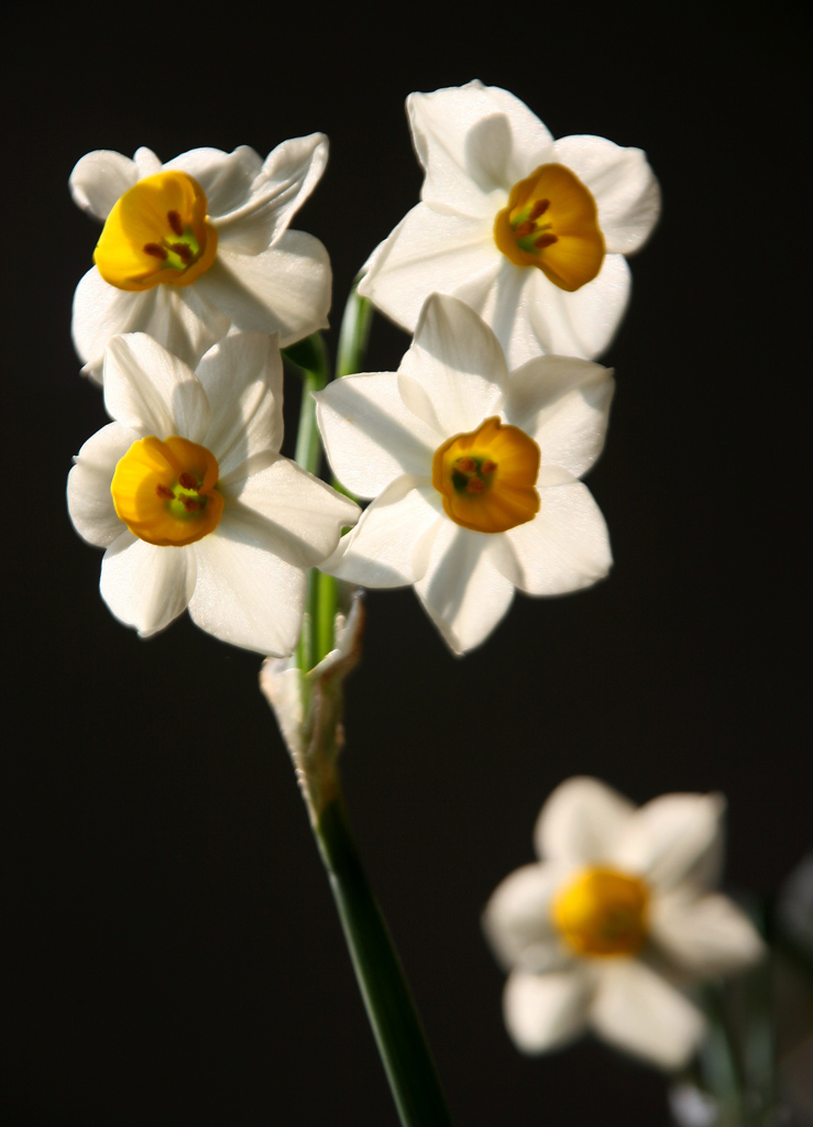 水仙花 摄影 LCSY