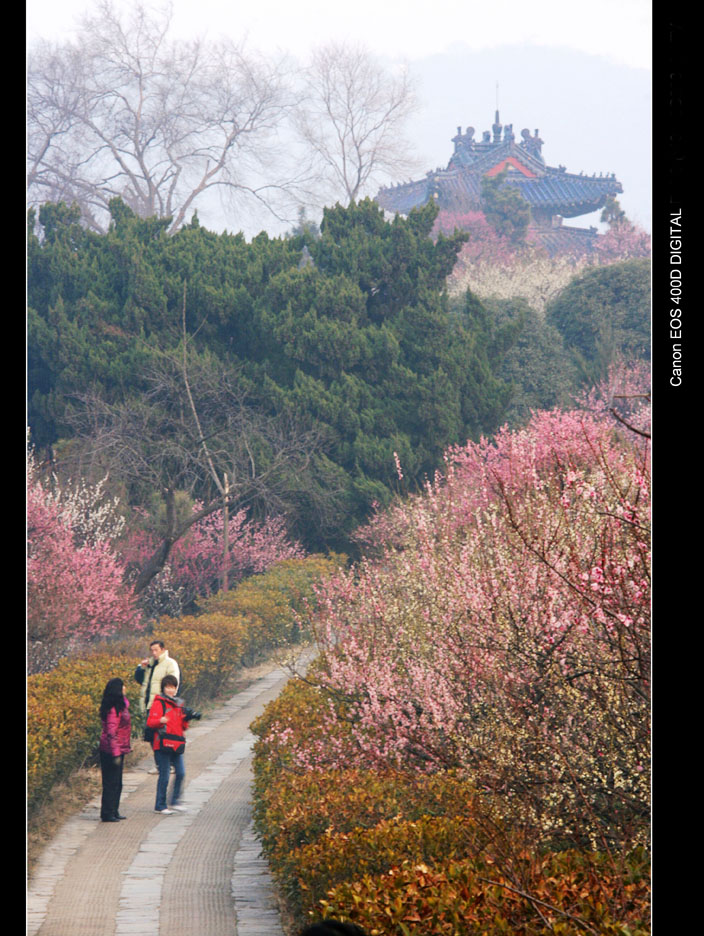 又到梅花烂漫时 摄影 易胆小