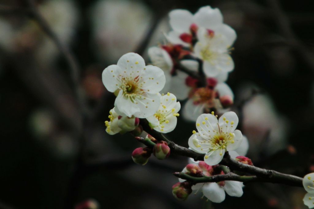 三月桃花开 摄影 影石