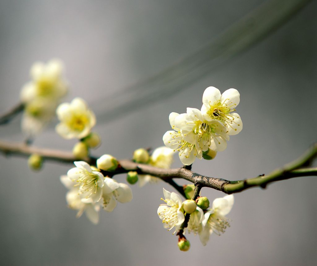 梅花迎春 摄影 老古董1