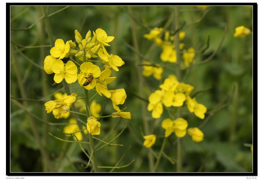 乱花 摄影 liaoxie