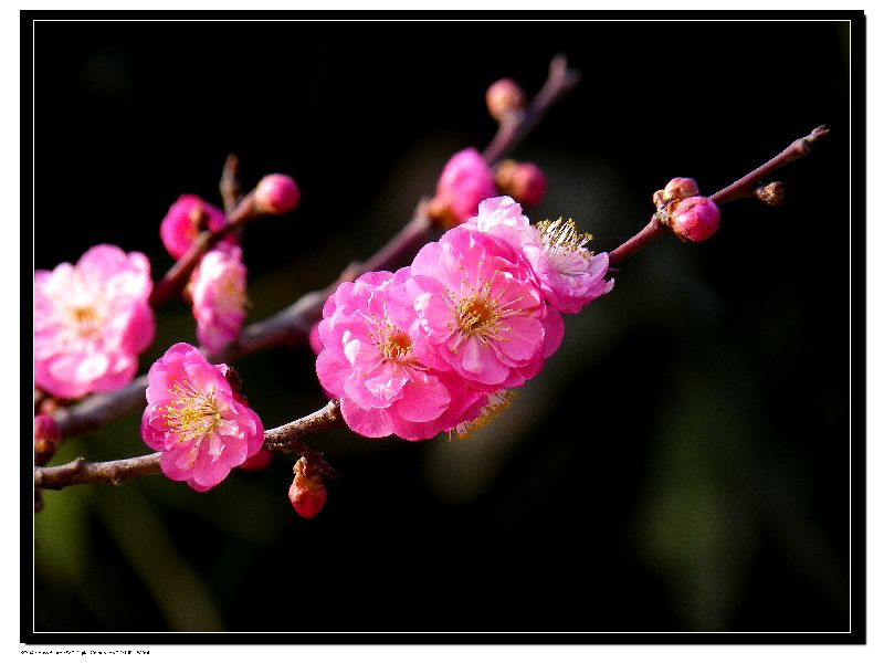 红梅花 摄影 秋日思语