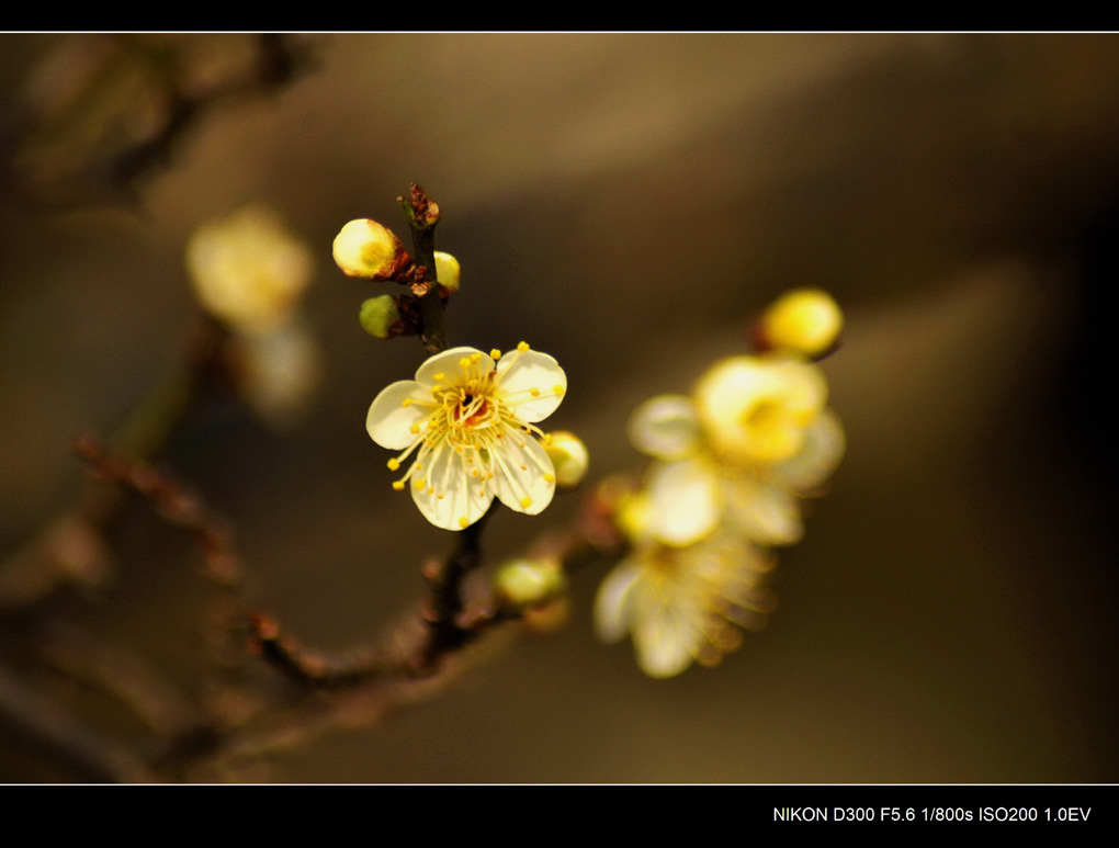 梅姿 摄影 lingsu