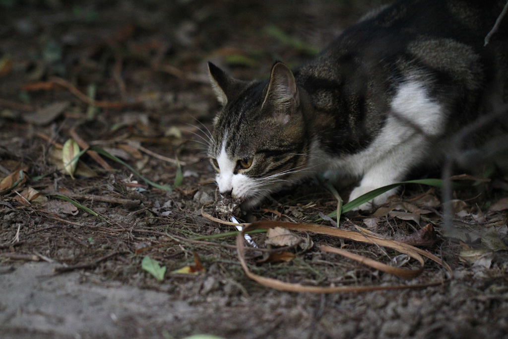 偶遇野猫 摄影 妖怪大叔