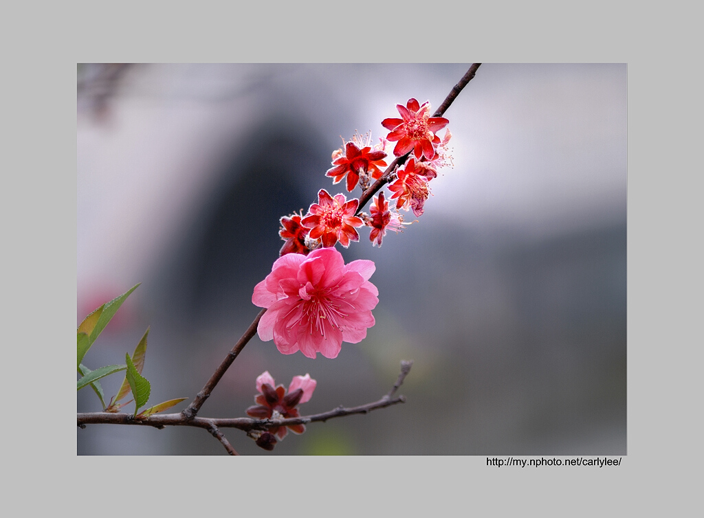 灿若桃花 摄影 Carlylee