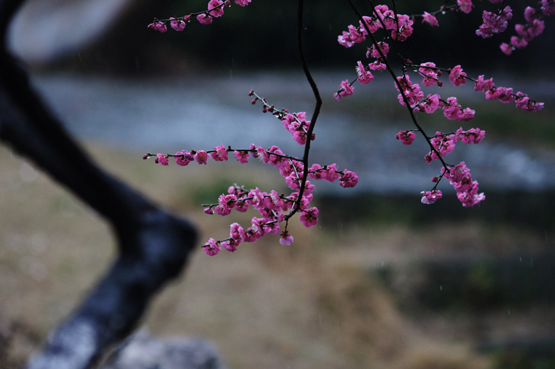 雨中梅 摄影 水山蹇