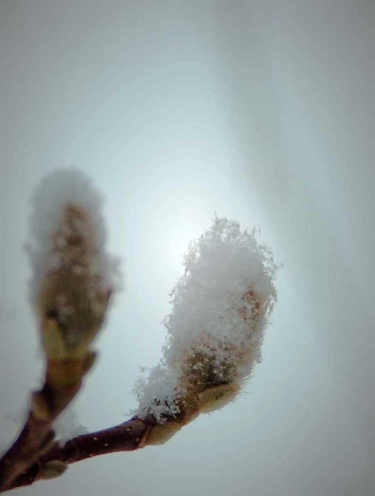 雪绒花 摄影 新厨师