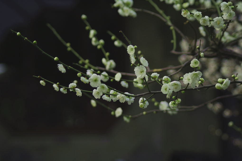 绿梅 摄影 雨夜孤雁