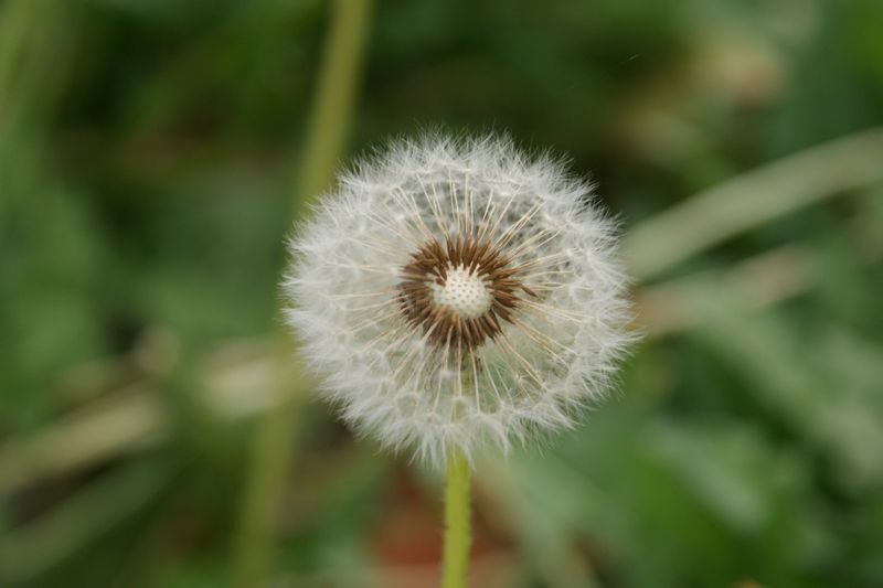 蒲公英 摄影 英子的秋天