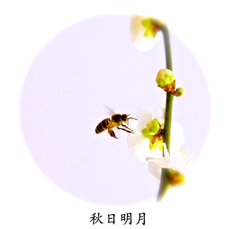 0020 摄影 秋日明月