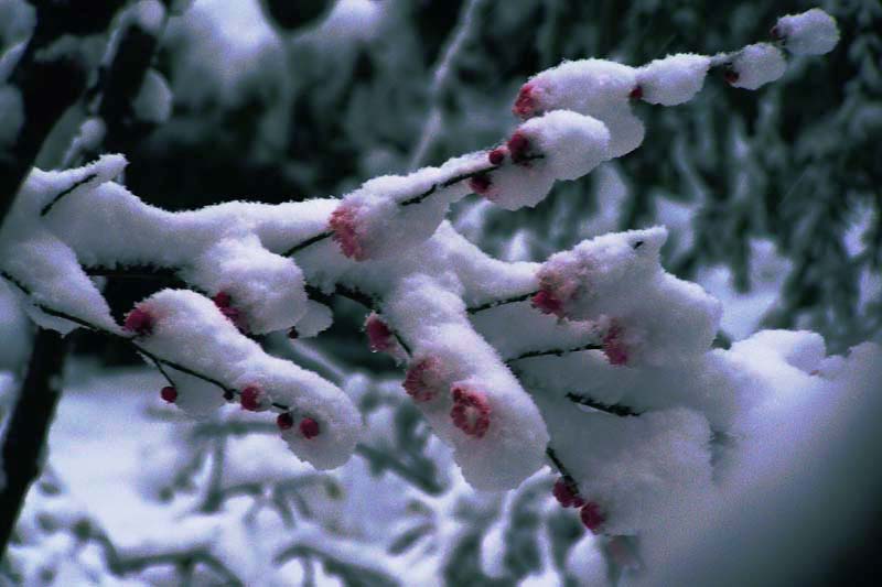 冰雪红梅 摄影 红岩上