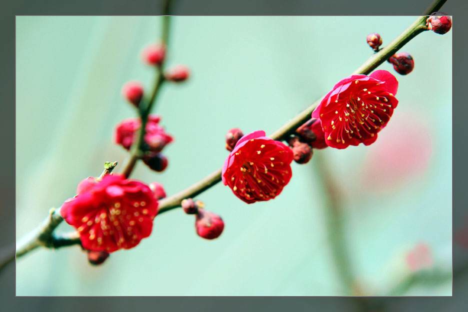 梅花随拍（一） 摄影 易胆小