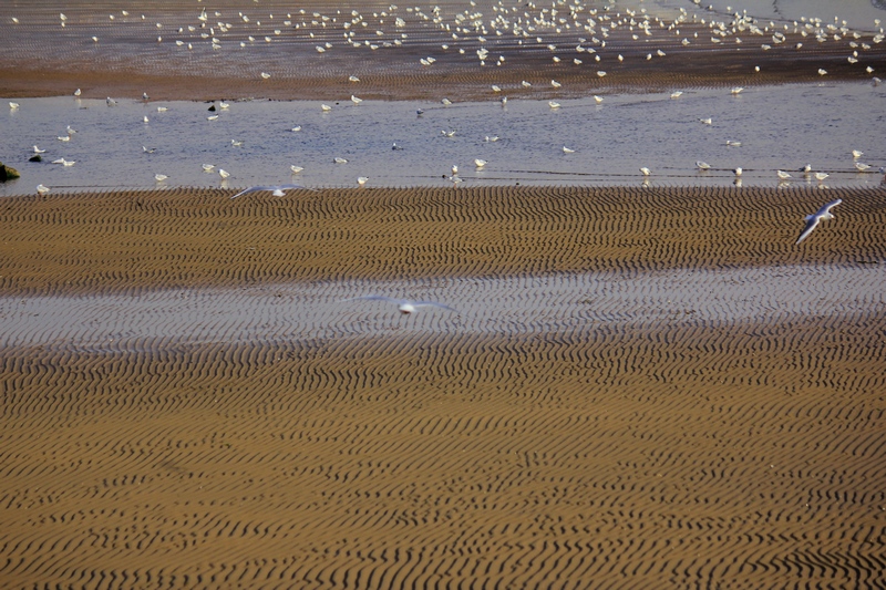 海滩 摄影 游泳地鱼