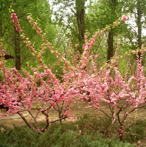 春暖花开 摄影 丽人莉影