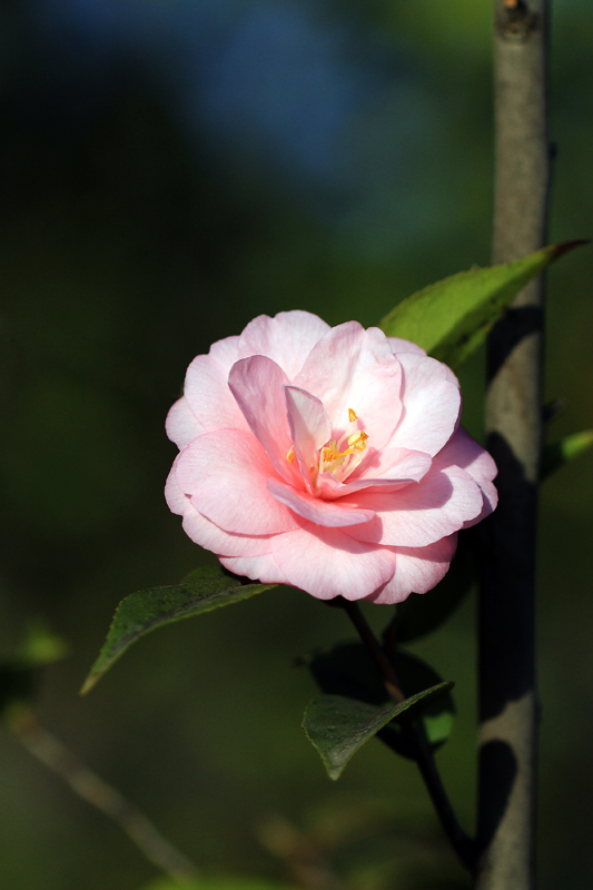 茶花 摄影 锦屏