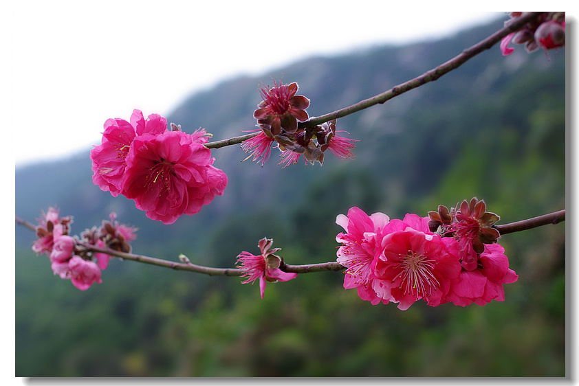 Peach blossom 摄影 andyliu1977