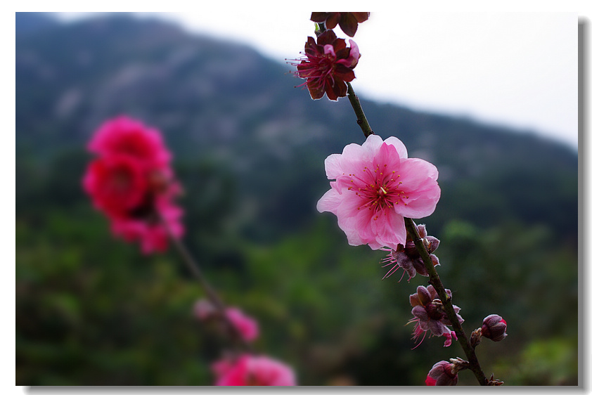 Peach blossom 摄影 andyliu1977