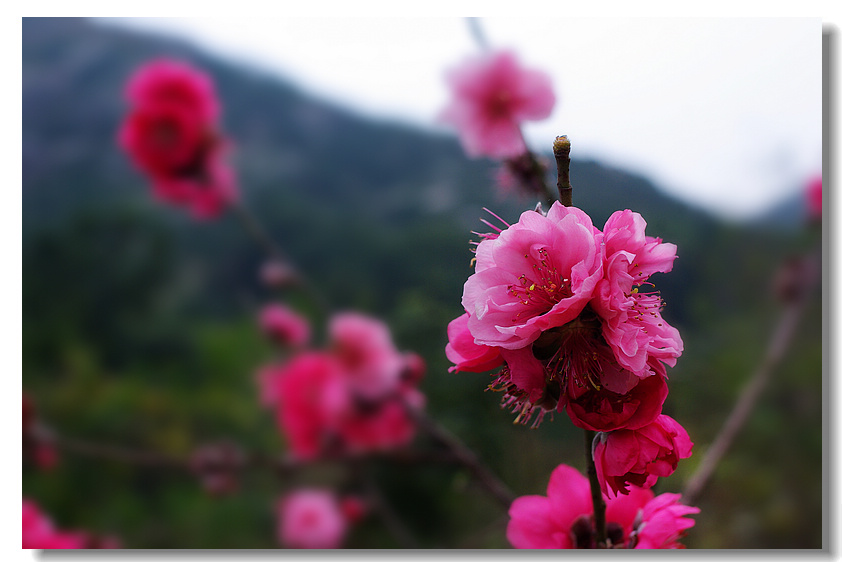 Peach blossom 摄影 andyliu1977