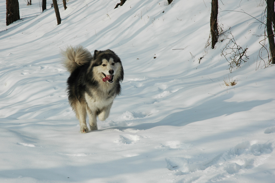 雪地犬影 摄影 瞬间世界