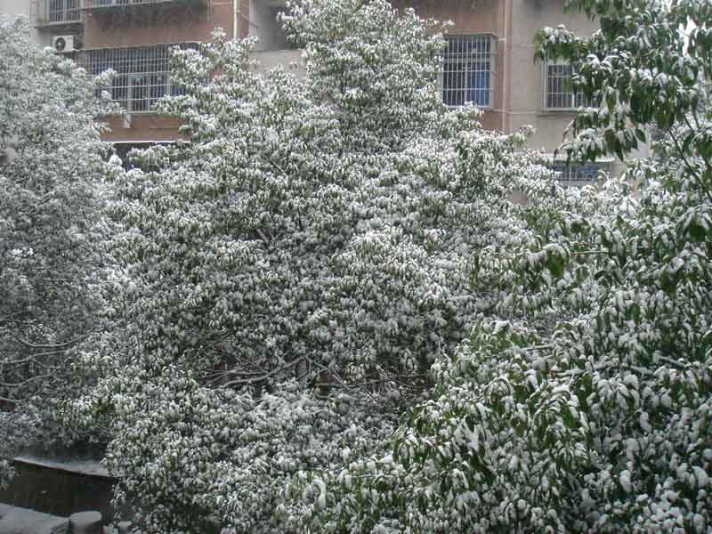 屋前雪景 摄影 仙人树