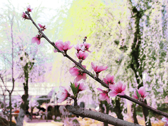 桃花朵朵 摄影 小小学徒