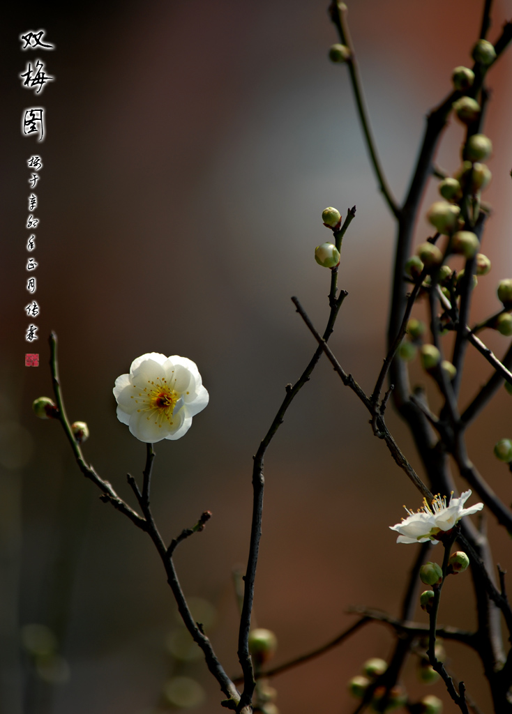 双梅图 摄影 林雨