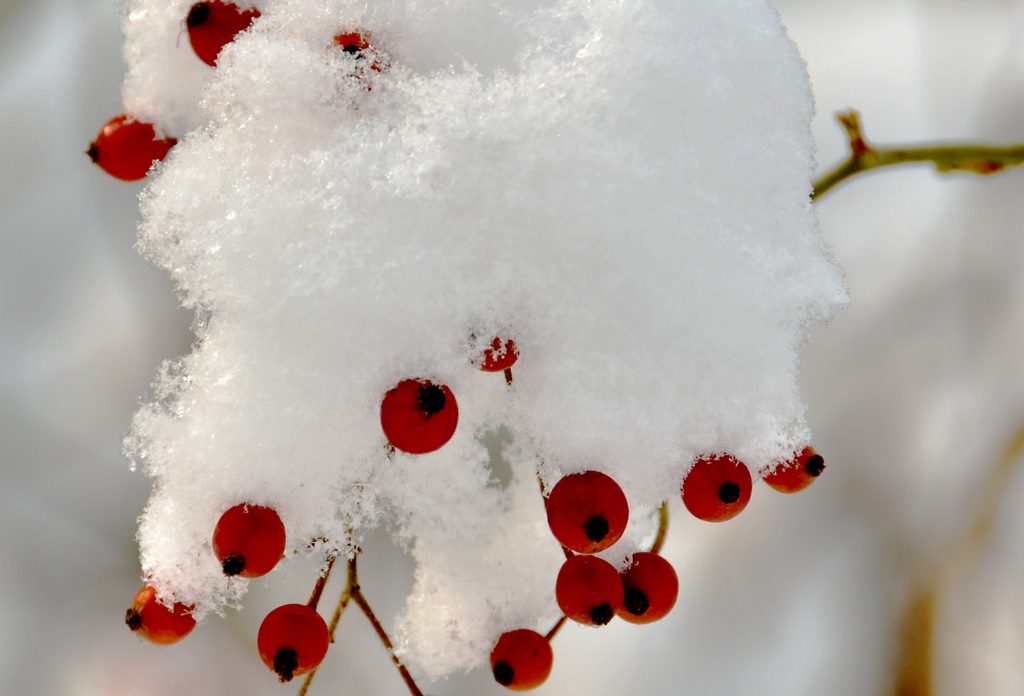 雪 摄影 蓑翁独钓