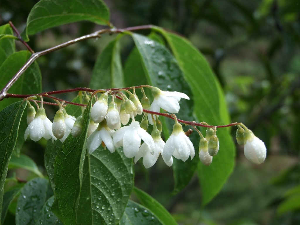 无名小花 摄影 墨纯