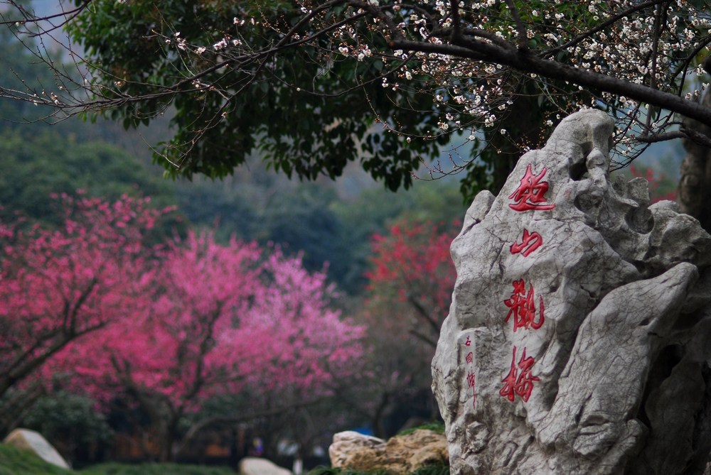 超山观梅---江南赏梅胜地 摄影 懒惰人