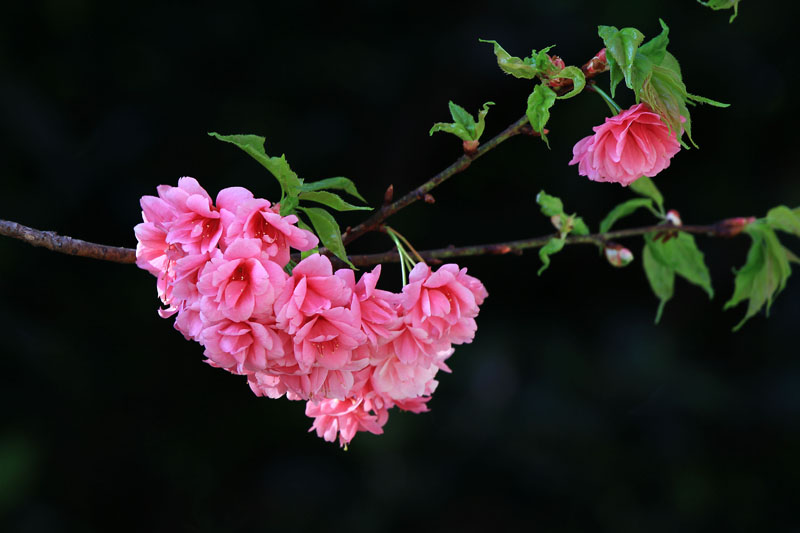 樱花 摄影 锦屏