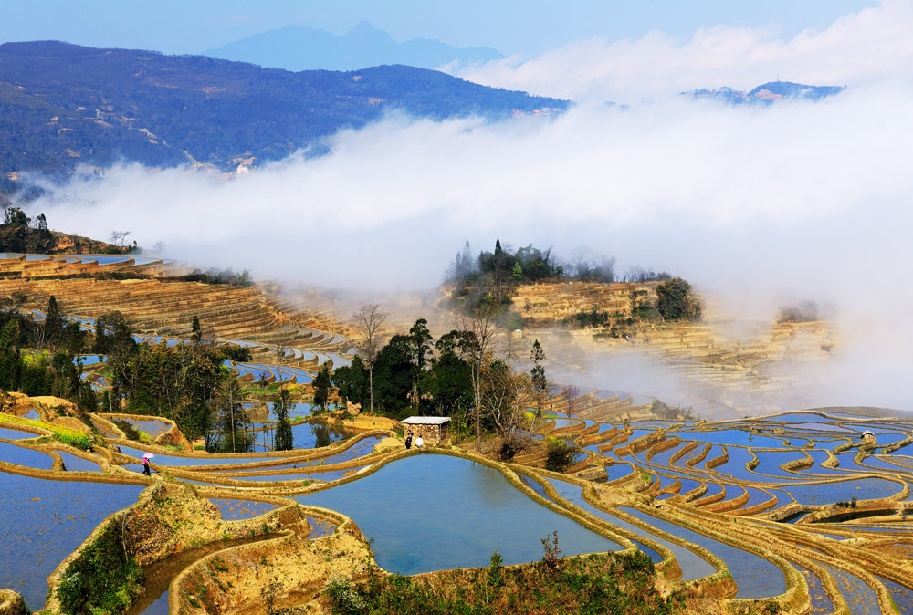 茶山 摄影 一路清风