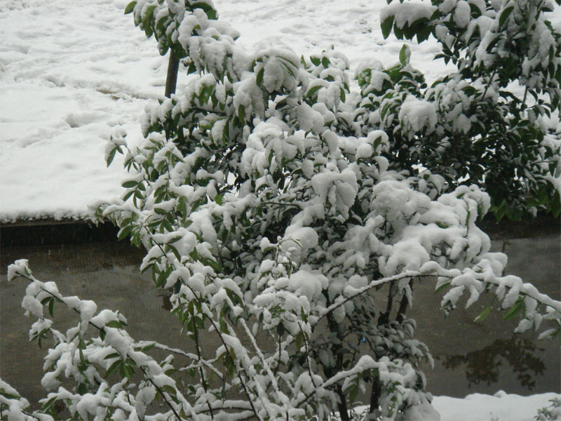 屋前雪景 摄影 仙人树