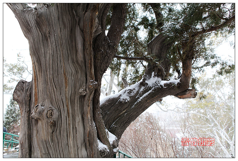 景山古柏 摄影 雪竹